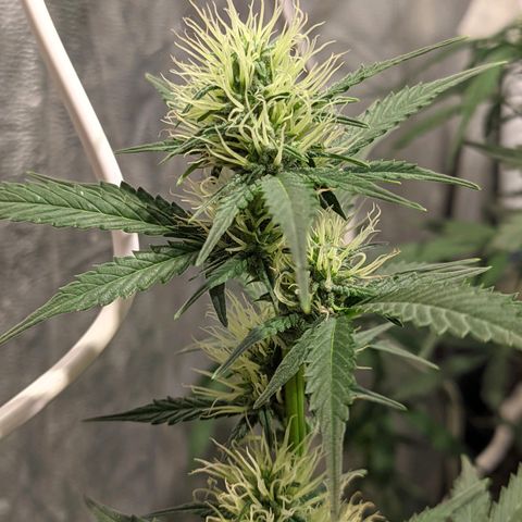Auto Tangie XXL growlog timeline photo