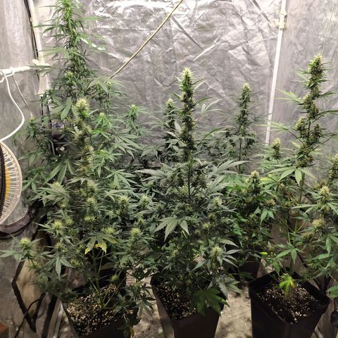Auto Tangie XXL growlog timeline photo
