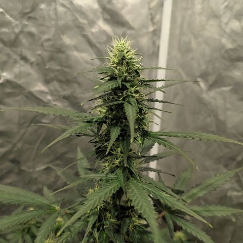 Auto Tangie XXL growlog timeline photo