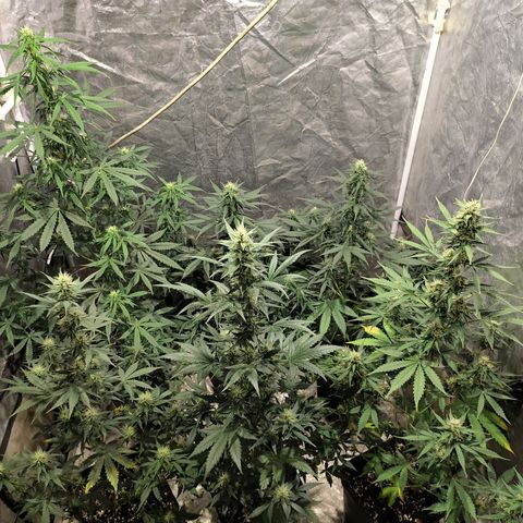 Auto Tangie XXL growlog timeline photo