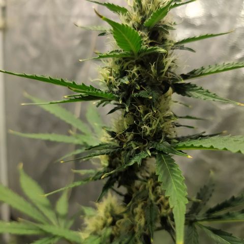 Auto Tangie XXL growlog timeline photo
