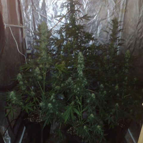 Auto Tangie XXL growlog photo: Flechas con lavado de raiz