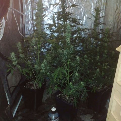 Auto Tangie XXL growlog photo: Flechas con lavado de raiz