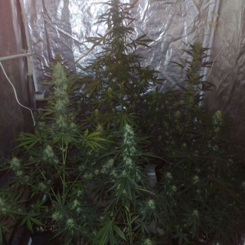 Auto Tangie XXL growlog photo: Flechas con lavado de raiz