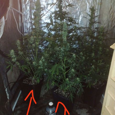 Auto Tangie XXL growlog photo: Flechas con lavado de raiz