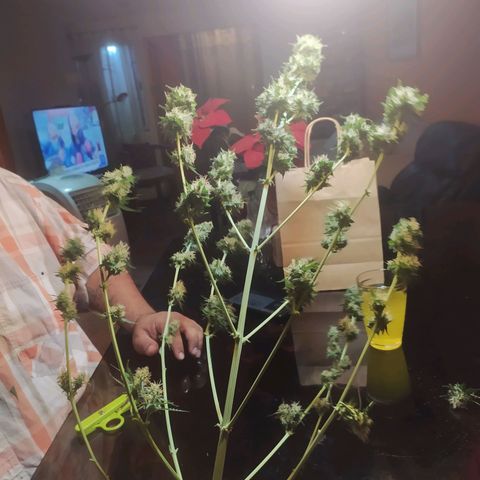 Auto Tangie XXL growlog photo: Planta 1 