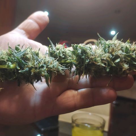 Auto Tangie XXL growlog photo: Planta 1 