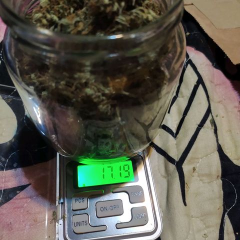 Auto Tangie XXL growlog photo: 87.75

Falta la última 
