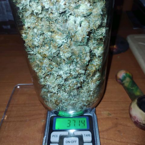 Auto Tangie XXL growlog photo: 87.75

Falta la última 