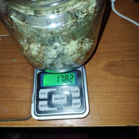 Auto Tangie XXL growlog photo: 87.75

Falta la última 