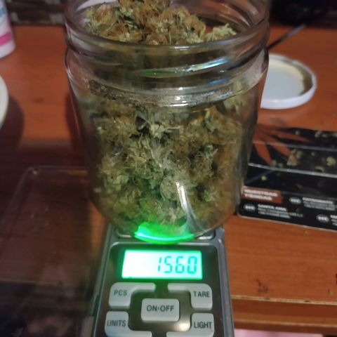 Auto Tangie XXL growlog photo: 87.75

Falta la última 