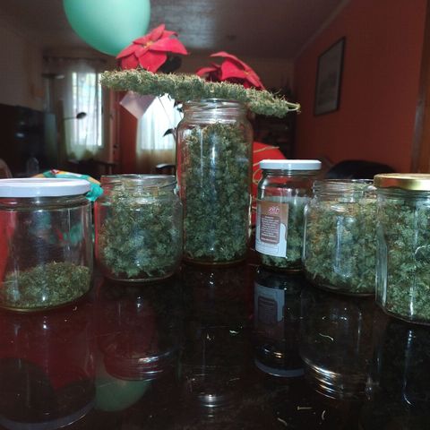 Auto Tangie XXL growlog photo: Última planta 28.84

Total 116.59