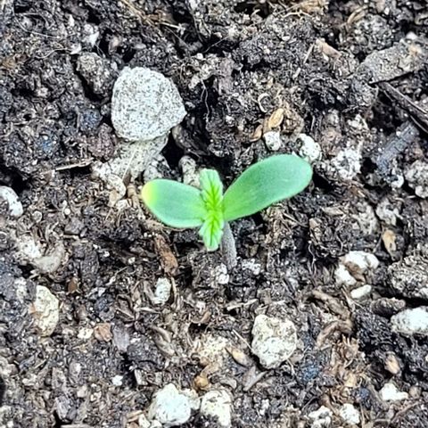 Lafanta cbd auto growlog timeline photo