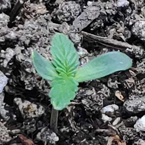 Lafanta cbd auto growlog timeline photo