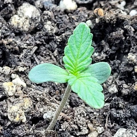Lafanta cbd auto growlog timeline photo