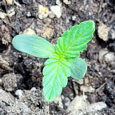 Lafanta cbd auto growlog timeline photo