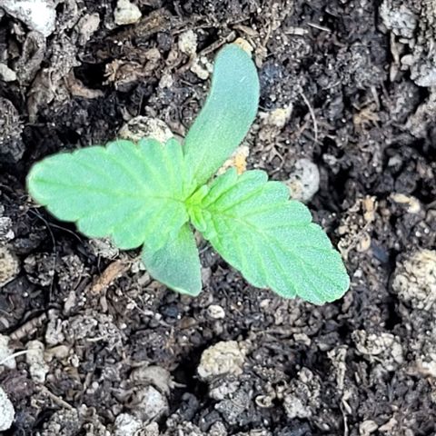 Lafanta cbd auto growlog timeline photo
