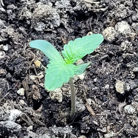Lafanta cbd auto growlog timeline photo