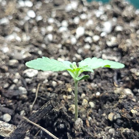 Lafanta cbd auto growlog timeline photo