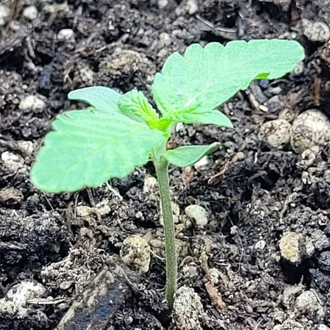 Lafanta cbd auto growlog timeline photo