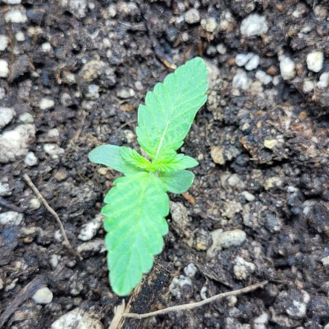 Lafanta cbd auto growlog timeline photo
