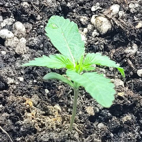 Lafanta cbd auto growlog timeline photo