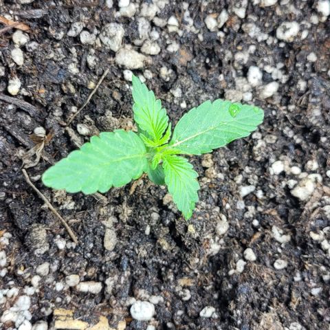 Lafanta cbd auto growlog timeline photo