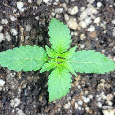 Lafanta cbd auto growlog timeline photo