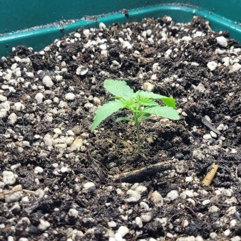 Lafanta cbd auto growlog timeline photo