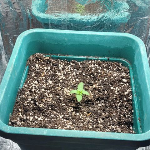 Lafanta cbd auto growlog timeline photo