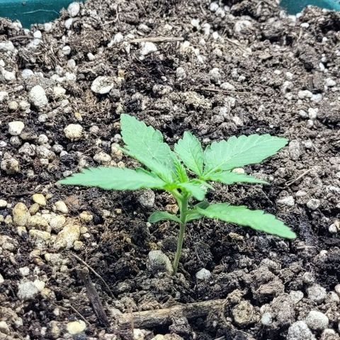 Lafanta cbd auto growlog timeline photo