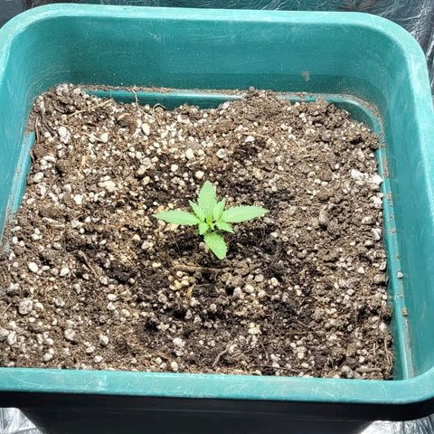 Lafanta cbd auto growlog timeline photo