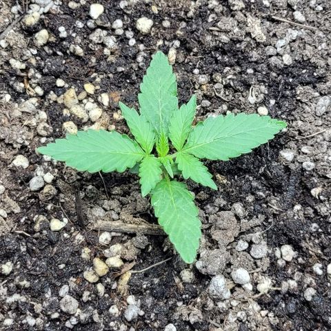 Lafanta cbd auto growlog timeline photo