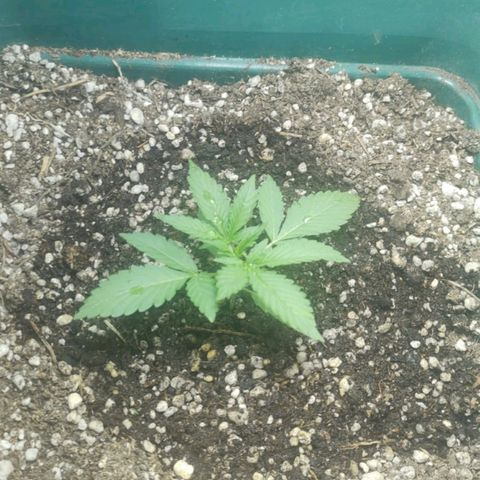 Lafanta cbd auto growlog timeline photo