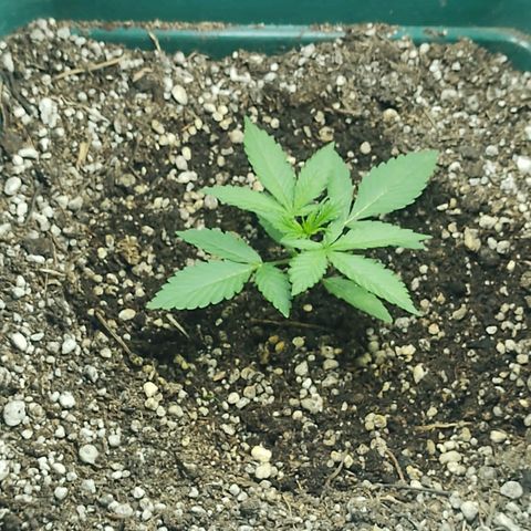 Lafanta cbd auto growlog timeline photo