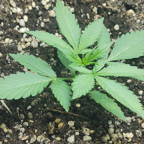 Lafanta cbd auto growlog timeline photo