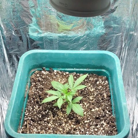 Lafanta cbd auto growlog timeline photo