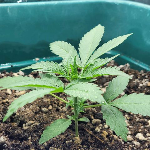 Lafanta cbd auto growlog timeline photo