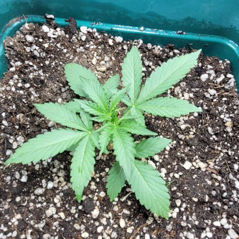 Lafanta cbd auto growlog timeline photo