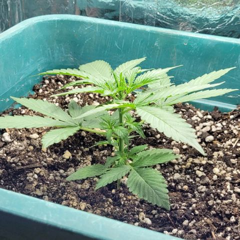 Lafanta cbd auto growlog timeline photo