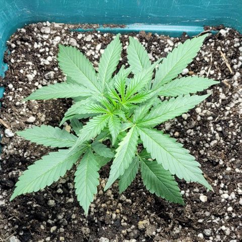 Lafanta cbd auto growlog timeline photo