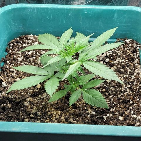 Lafanta cbd auto growlog timeline photo