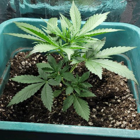 Lafanta cbd auto growlog timeline photo