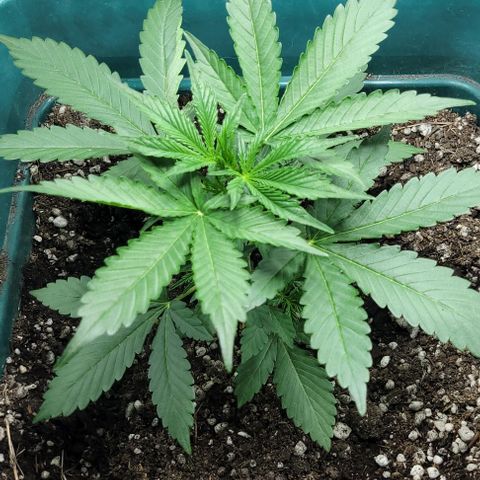 Lafanta cbd auto growlog timeline photo