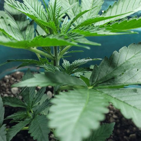 Lafanta cbd auto growlog photo: Aparecieron los primeros pistilos 