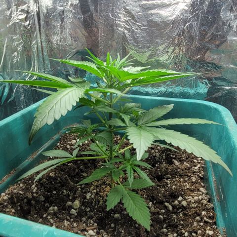 Lafanta cbd auto growlog timeline photo