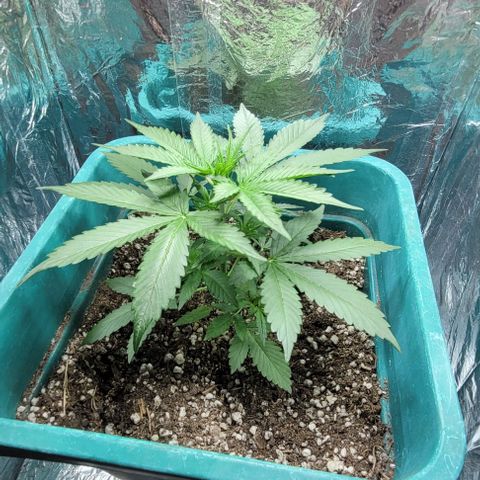 Lafanta cbd auto growlog timeline photo