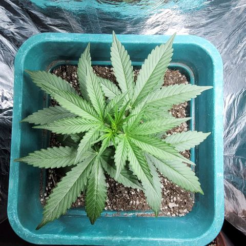Lafanta cbd auto growlog timeline photo