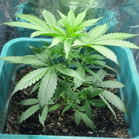 Lafanta cbd auto growlog photo: 24cm de altura