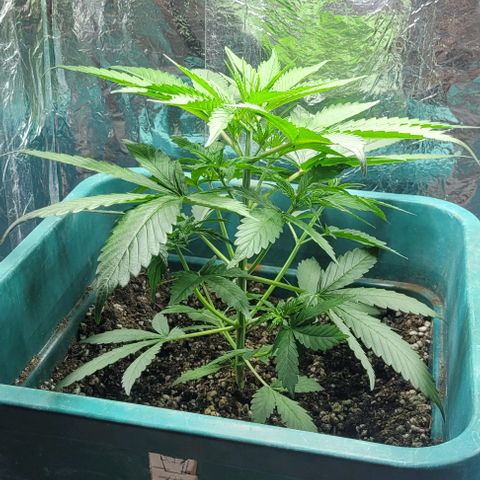 Lafanta cbd auto growlog photo: 24cm de altura